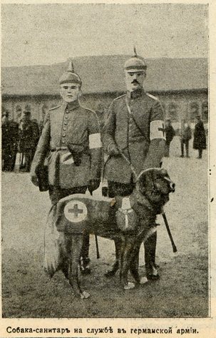 Собака-санитар на службе в германской армии
